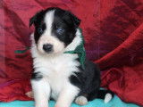 7 chiots Border Collies LOF, de janvier 2024, à vendre