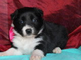 7 chiots Border Collies LOF, de janvier 2024, à vendre