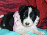 7 chiots Border Collies LOF, de janvier 2024, à vendre