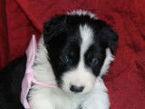7 chiots Border Collies LOF, de janvier 2024, à vendre