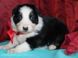 7 chiots Border Collies LOF, de janvier 2024, à vendre