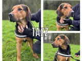 Adoption disponible : chien fauve charbonné