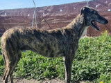 À adopter : chien fauve