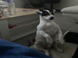 Mâle Jack Russell disponible pour saillie