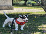 Mâle Jack Russell disponible pour saillie
