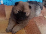 Chiots Eurasier LOF à vendre