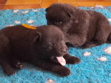 Chiots Eurasier LOF à vendre