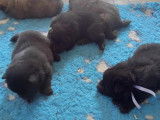 Chiots Eurasier LOF à vendre
