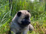 Chiots Eurasier LOF à vendre