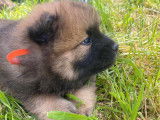 Chiots Eurasier LOF à vendre