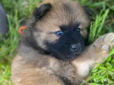 Chiots Eurasier LOF à vendre