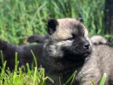 Chiots Eurasier LOF à vendre