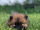 Chiots Eurasier LOF à vendre