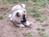 Chiots Eurasier LOF à vendre