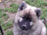 Chiots Eurasier LOF à vendre