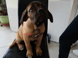 Chiots de type Cane Corso à vendre