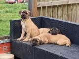 Chiots de type Cane Corso à vendre
