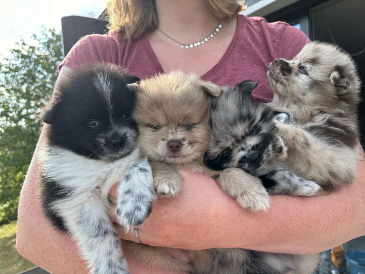 Chiots de race Spitz Allemand à vendre (2 femelles 2 mâles)