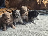 Chiots de race Spitz Allemand à vendre (2 femelles 2 mâles)