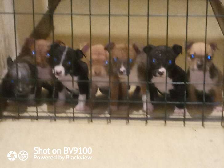 Chiots de type American Staffordshire Terrier à vendre (4 femelles & 1 mâle)