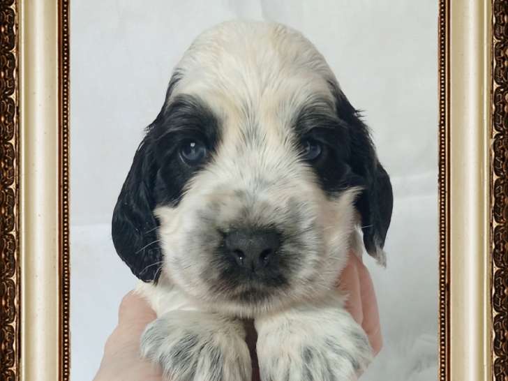 Chiots Cocker Anglais non-lof (facilités 3-4x CB)