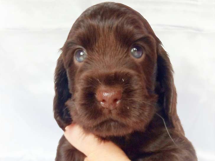 Chiots Cocker Anglais non-lof (facilités 3-4x CB)