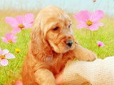 Chiots Cocker Anglais non-lof (facilités 3-4x CB)