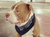 Mâle Amercain Bully classique de 3 ans disponible pour saillie