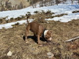 Mâle Amercain Bully classique de 3 ans disponible pour saillie