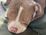 Mâle Amercain Bully classique de 3 ans disponible pour saillie