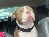 Mâle Amercain Bully classique de 3 ans disponible pour saillie