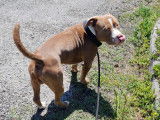 Mâle Amercain Bully classique de 3 ans disponible pour saillie