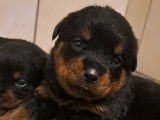 Chiots Rottweiler &agrave; vendre