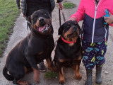 Chiots Rottweiler &agrave; vendre