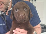 Chiots Labrador chocolat à vendre