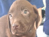 Chiots Labrador chocolat à vendre