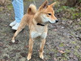 Shiba Inu de 10 mois à vendre