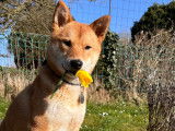 Shiba Inu de 10 mois à vendre