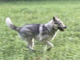 Mâle Chien Loup Tchécoslovaque disponible pour saillie