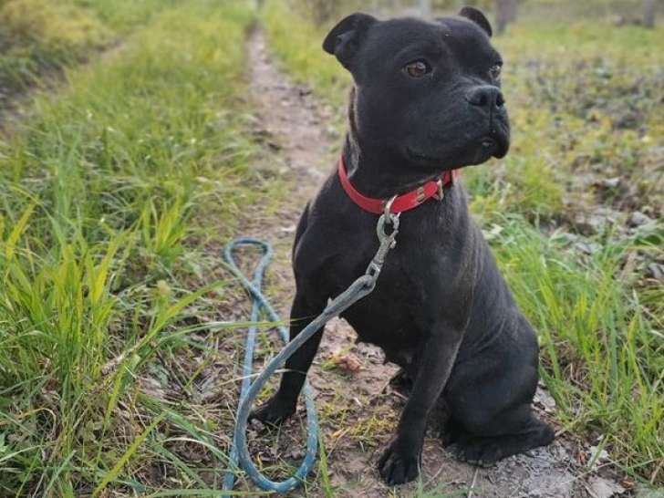Une chienne Staffy LOF noire de 2 ans noire à vendre