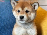 Chiots shiba inu lof - prestigieuses origines - hautes lignées japonaise