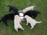 A Réserver chiots labrador LOF