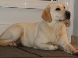 A Réserver chiots labrador LOF