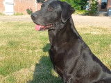A Réserver chiots labrador LOF