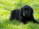 A Réserver chiots labrador LOF