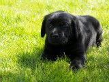 A Réserver chiots labrador LOF