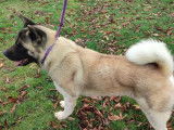 Chien Akita Américain LOF sable de 2 ans pour une saillie