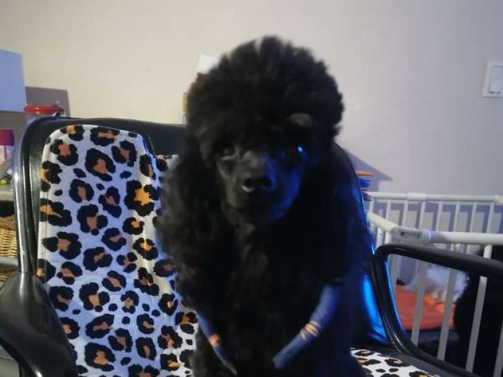 Un chien Caniche Toy LOF noir de 3 ans à acheter