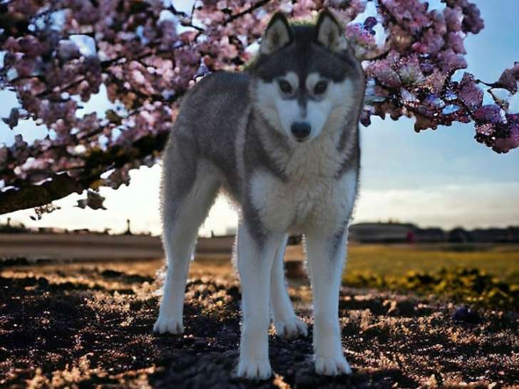 Une chienne Husky Sibérien LOF de 2 ans couleur sable à vendre