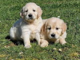 À réserver : 3 chiots Golden Retrievers femelles LOF